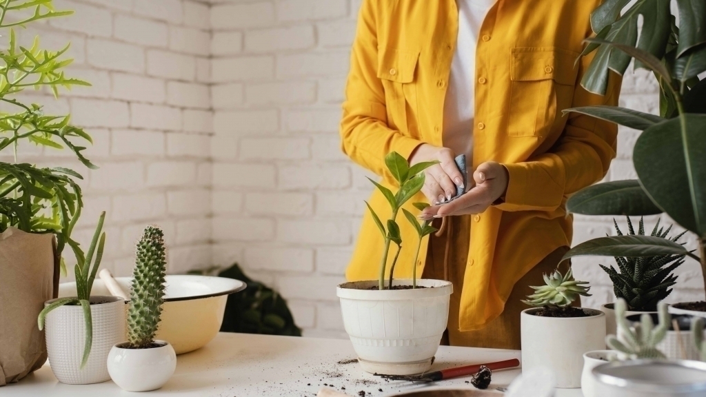 Air-Purifying-plant-indoor-plant-sunlight