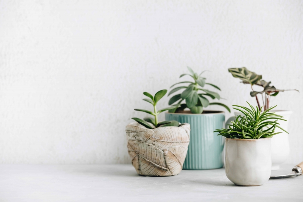 Best-indoor-plants-Housewarming-Gift