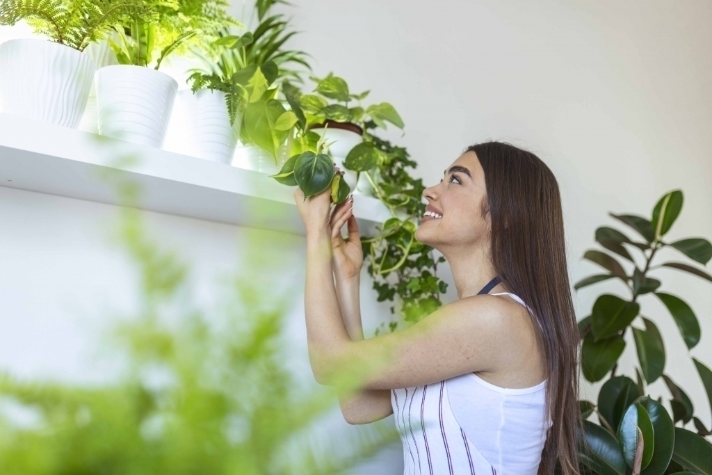 Indoor-Plant-with-Sunlight-for-People