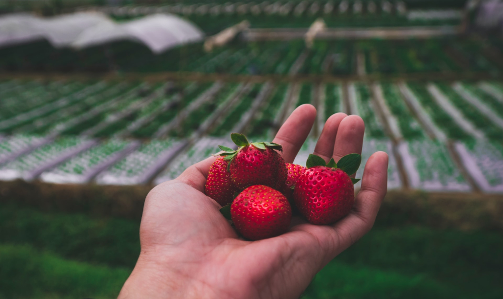 strawberries-and-beautiful-hour-3-00-pm-in-baguio